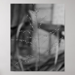 Deschampsia flexuosa poster
