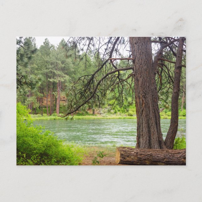 Deschutes River View Postcard (Front)