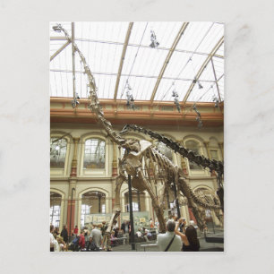 Description Museum f?r Naturkunde, Berlin: Skelett Postcard