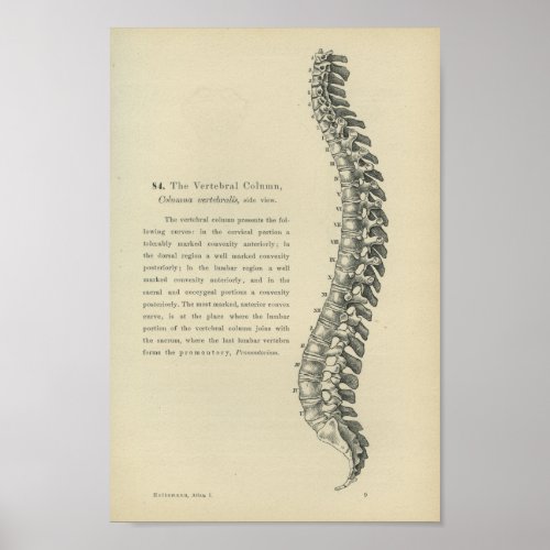 Description of the Vertebral Column Poster