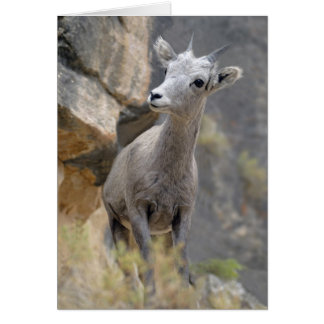 Desert Bighorn Ewe Cards