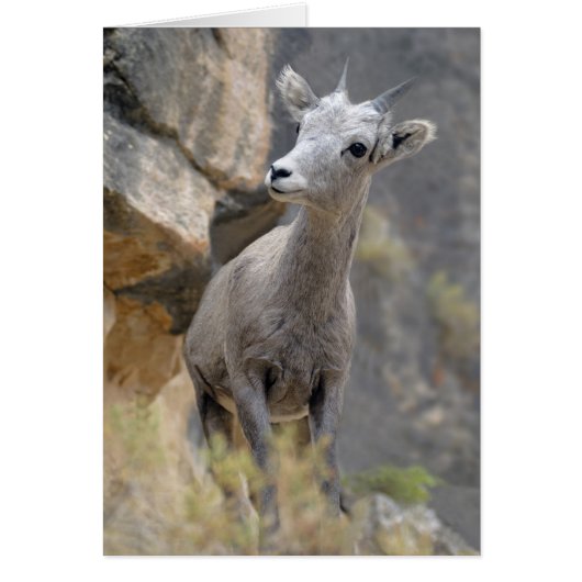 Desert Bighorn Ewe Cards (Front)