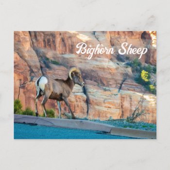 Desert Bighorn In The Colorado National Monument Postcard by bluerabbit at Zazzle