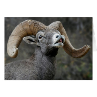 Desert Bighorn Ram Cards