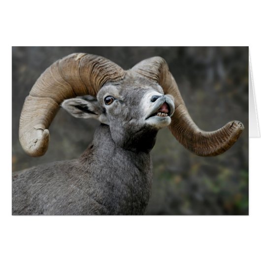 Desert Bighorn Ram Cards (Front Horizontal)