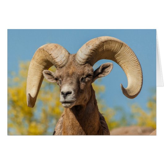 Desert Bighorn Ram Cards (Front Horizontal)
