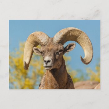 Desert Bighorn Ram Postcard by theworldofanimals at Zazzle