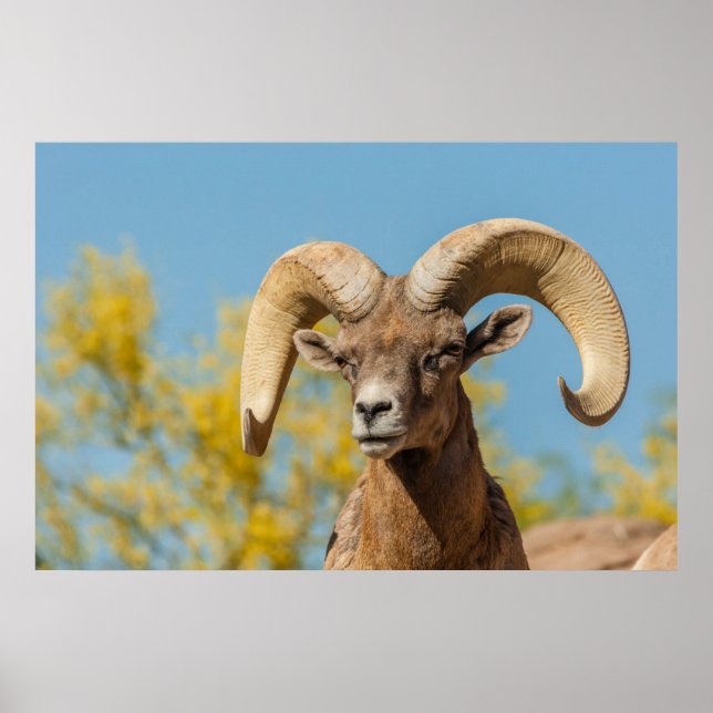 Desert Bighorn Ram Poster (Front)