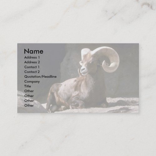 Desert bighorn sheep Adult ram bedded down in sun Business Card