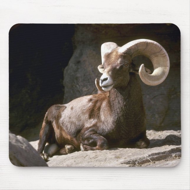 Desert bighorn sheep (Adult ram bedded down in sun Mouse Pad (Front)