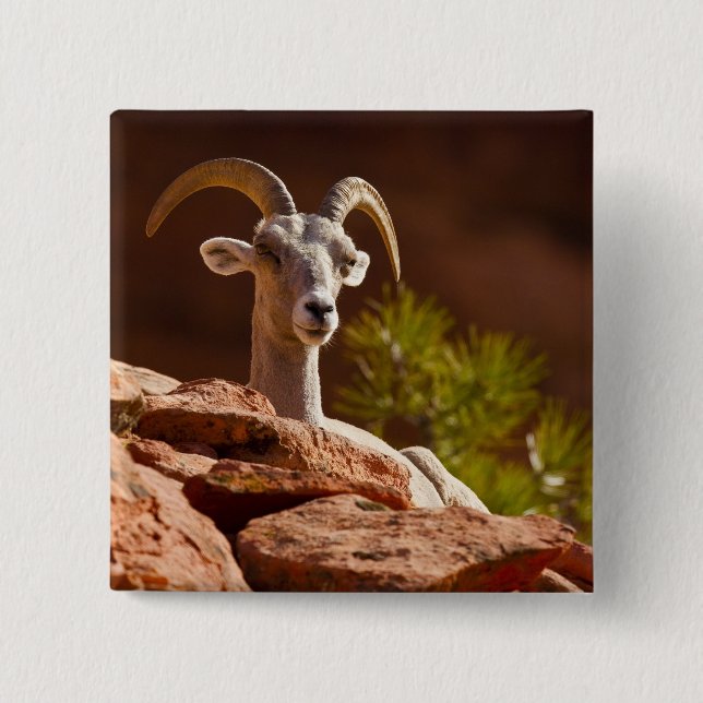 Desert Bighorn sheep (Ovis canadensis nelsoni). Button (Front)