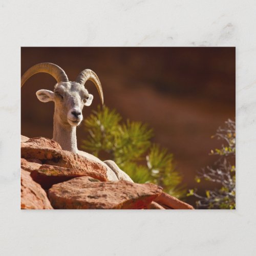 Desert Bighorn sheep Ovis canadensis nelsoni Postcard