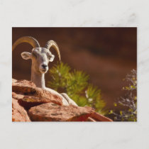 Desert Bighorn sheep (Ovis canadensis nelsoni). Postcard