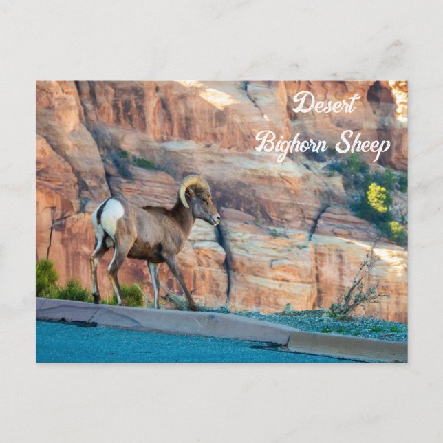 Desert Bighorn Sheep Postcard (Front)