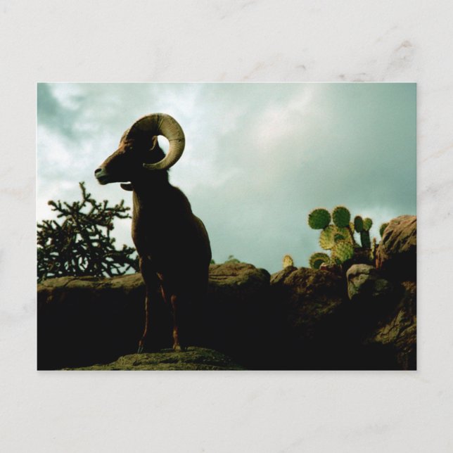 Desert Bighorn Sheep Postcard (Front)