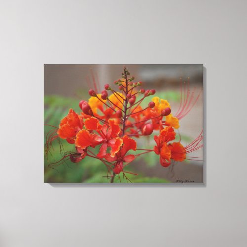 Desert Bird of Paradise Canvas Print