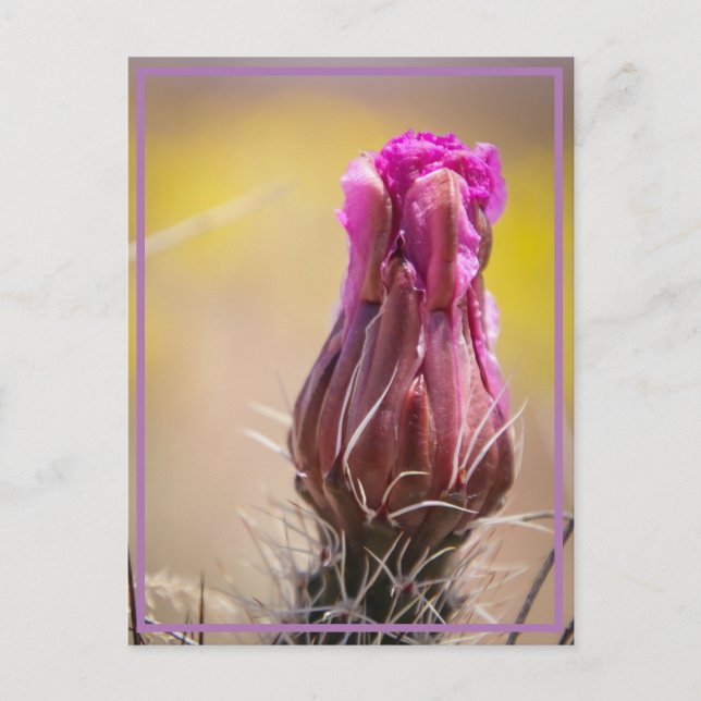 Desert bloom postcard (Front)