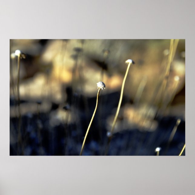 Desert Bloom Poster (Front)