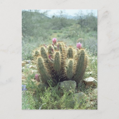 Desert Blooms Cactus Sonora Arizona Photo Postcard