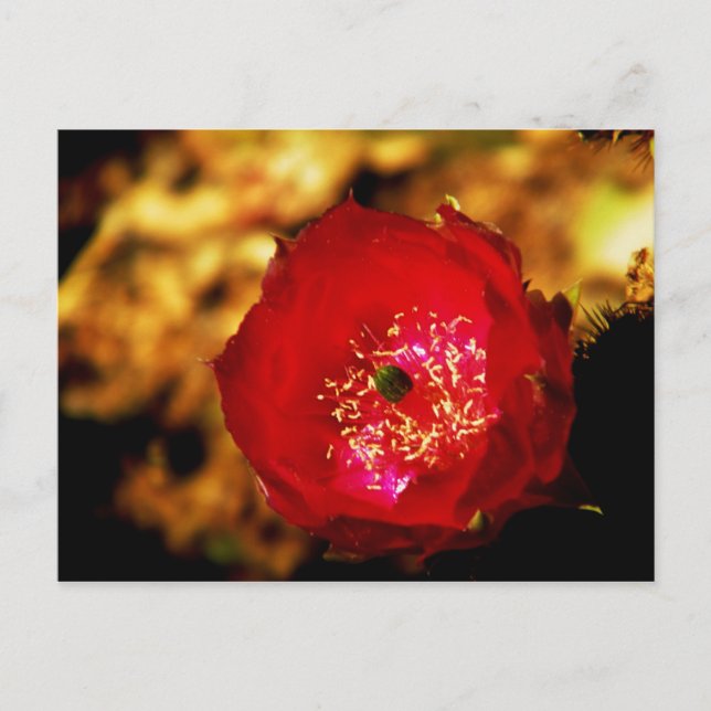 desert blooms postcard (Front)