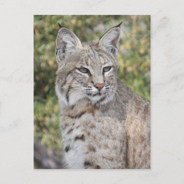 Desert Bobcat Postcard (Front)