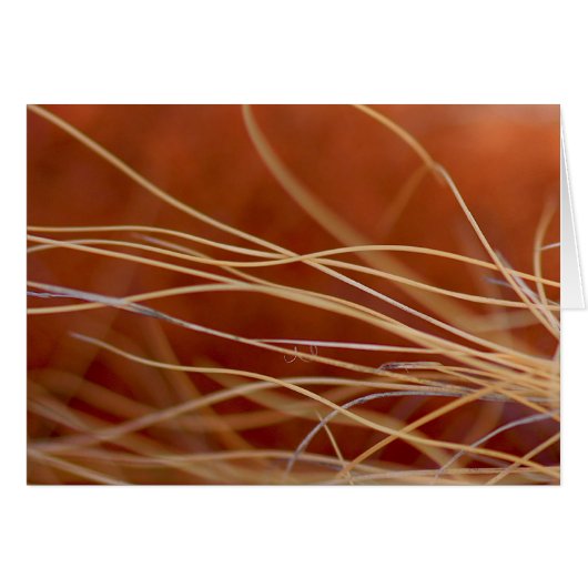 Desert Breeze (Front Horizontal)