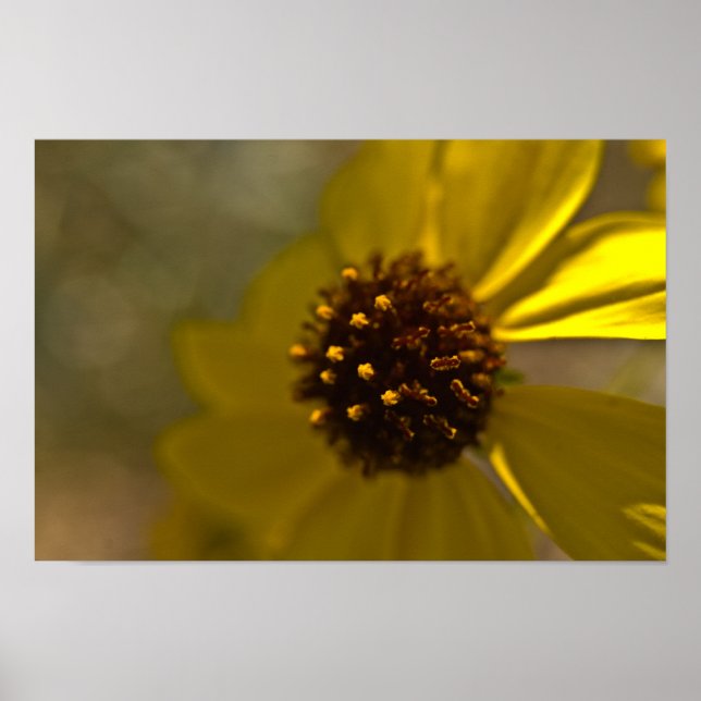 Desert Brittlebrush In Bloom Poster (Front)
