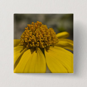 Desert Brittlebrush Square Button
