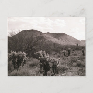 Desert Cacti Jumping Cholla B&W Photo Postcard