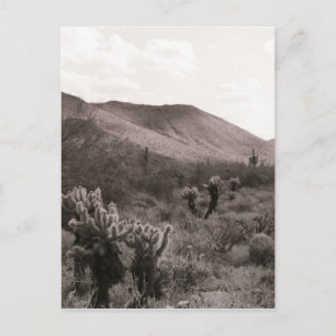 Desert Cacti Jumping Cholla B&W Photo Postcard
