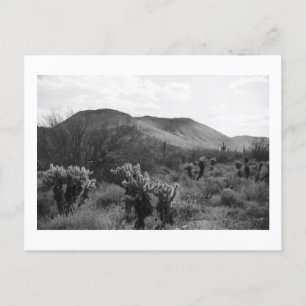 Desert Cacti Jumping Cholla B&W Photo Postcards