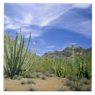 Desert cactus at Organ Pipe National Monument, Ceramic Tile
