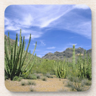 Desert cactus at Organ Pipe National Monument, Drink Coaster