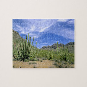 Desert cactus at Organ Pipe National Monument, Jigsaw Puzzle