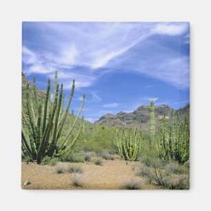 Desert cactus at Organ Pipe National Monument, Magnet