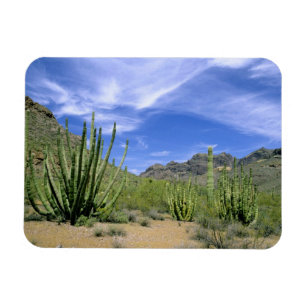 Desert cactus at Organ Pipe National Monument, Magnet