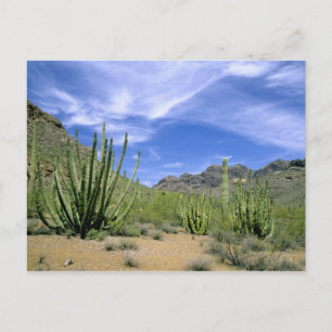 Desert cactus at Organ Pipe National Monument, Postcard