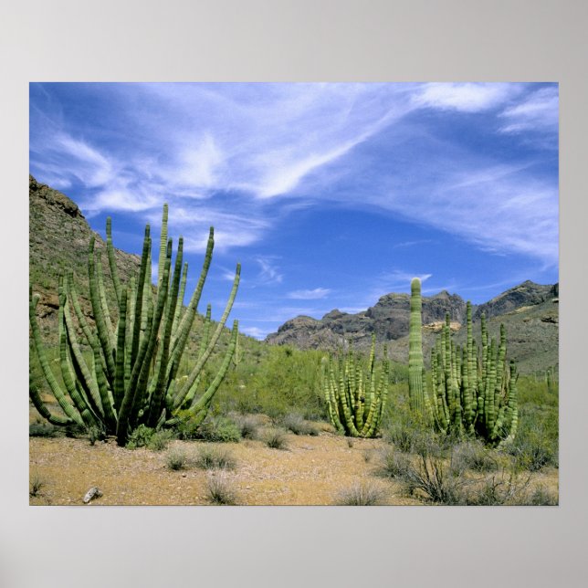 Desert cactus at Organ Pipe National Monument, Poster (Front)