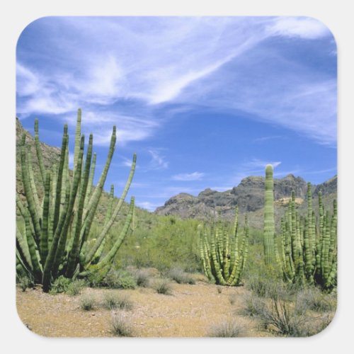 Desert cactus at Organ Pipe National Monument Square Sticker