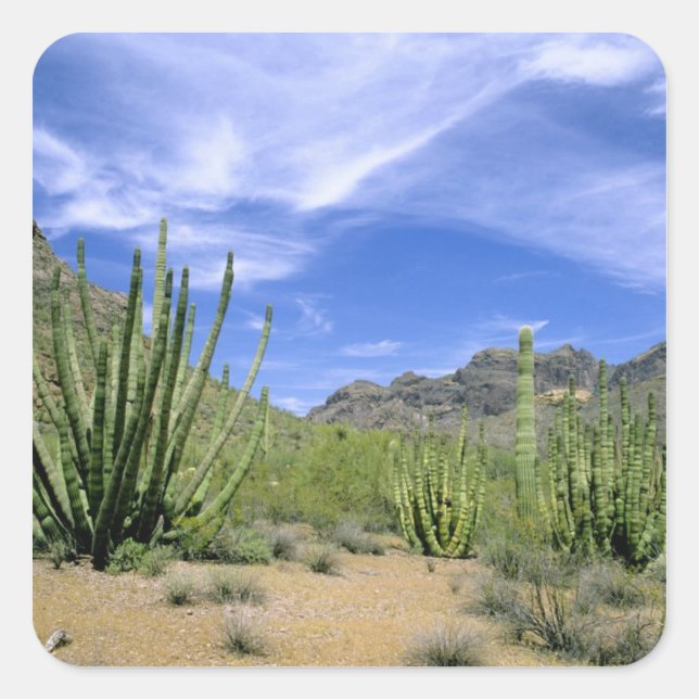 Desert cactus at Organ Pipe National Monument, Square Sticker (Front)