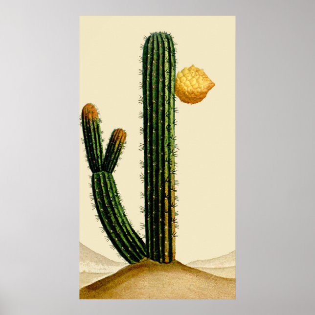 Desert Cactus In Flower Poster (Front)