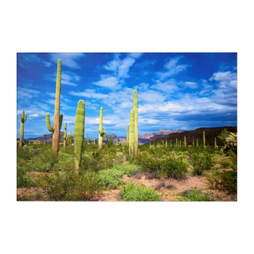 Desert cactus landscape Arizona Acrylic Print