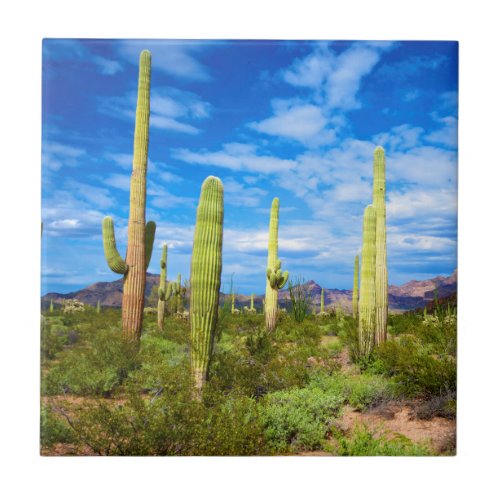 Desert cactus landscape Arizona Ceramic Tile