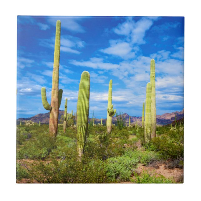 Desert cactus landscape, Arizona Ceramic Tile (Front)