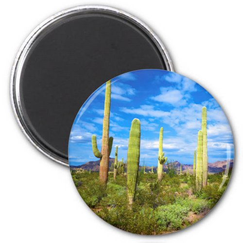 Desert cactus landscape Arizona Magnet
