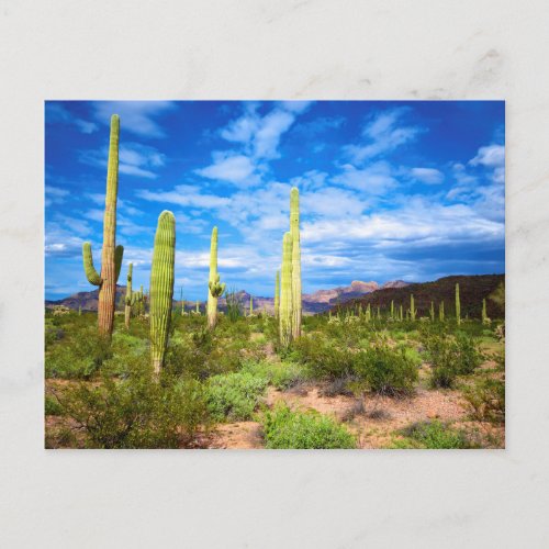 Desert cactus landscape Arizona Postcard