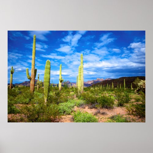 Desert cactus landscape Arizona Poster
