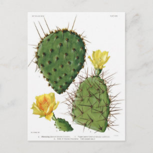 Desert Cactus Plant Pattern Vintage Postcard