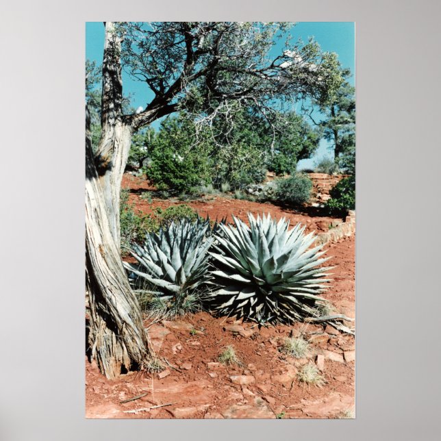 Desert Cactus Poster (Front)