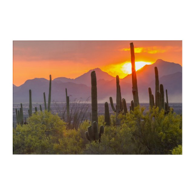Desert cactus sunset, Arizona Acrylic Print (Front)